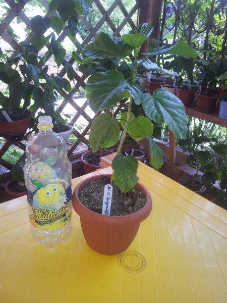 20120608_125032 (450 x 600).jpg