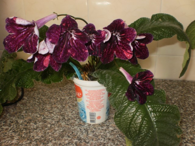 PB030143.JPG