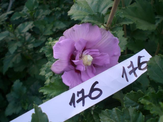 CIMG0699.jpg