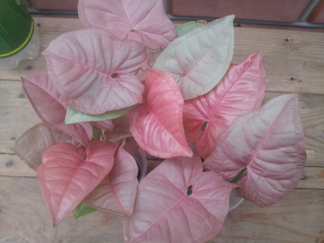 20130830_081427.jpg