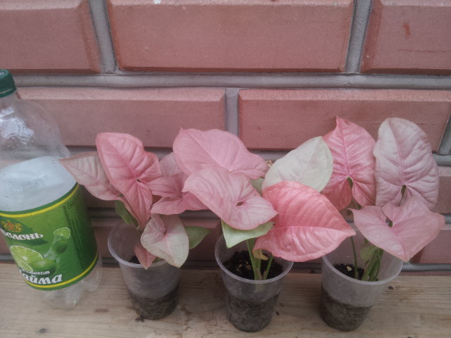 20130830_081516.jpg