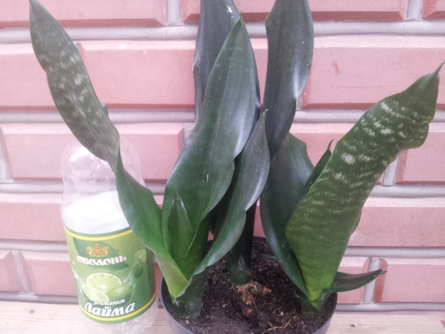 20130830_110239.jpg