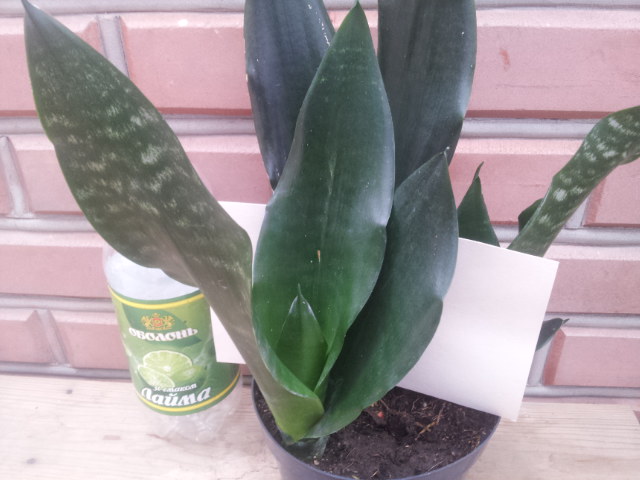20130830_110439.jpg
