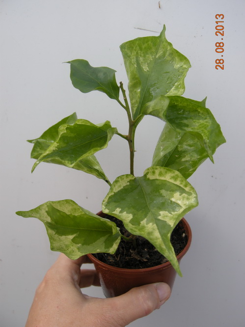 DSCN2438.JPG