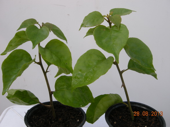 DSCN2439.JPG