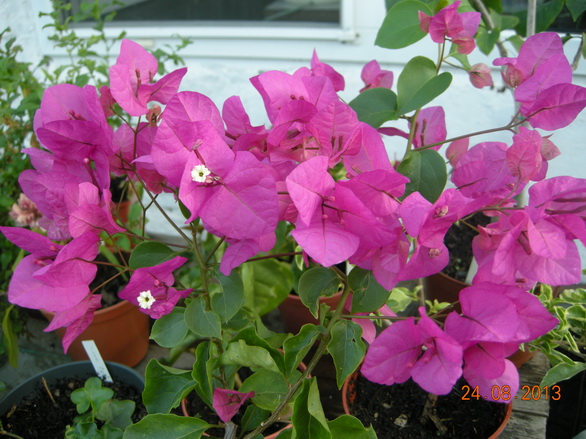 DSCN2415.JPG