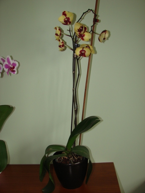 DSC07049.JPG