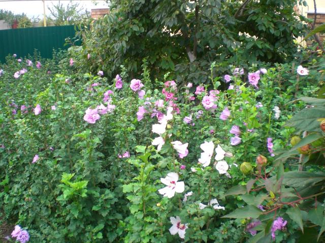 CIMG0392.jpg