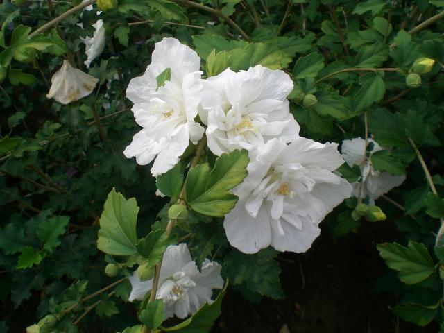 CIMG0436.jpg