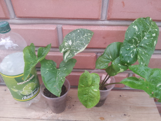 20130830_123250.jpg