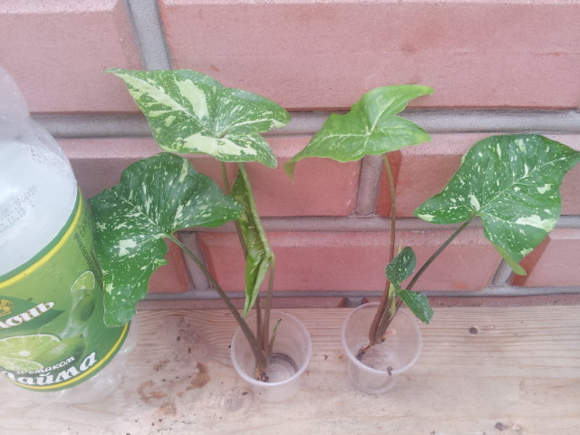 20130830_123446.jpg