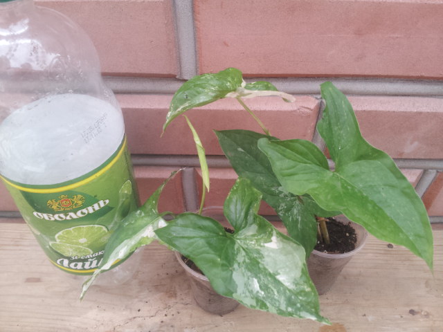 20130830_124040.jpg