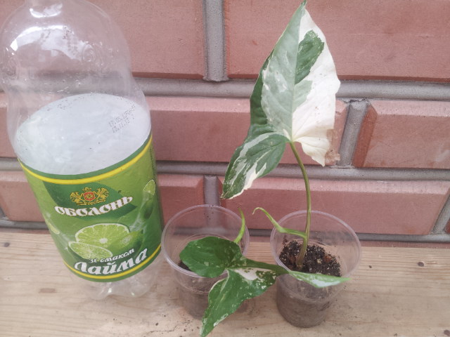 20130830_124124.jpg