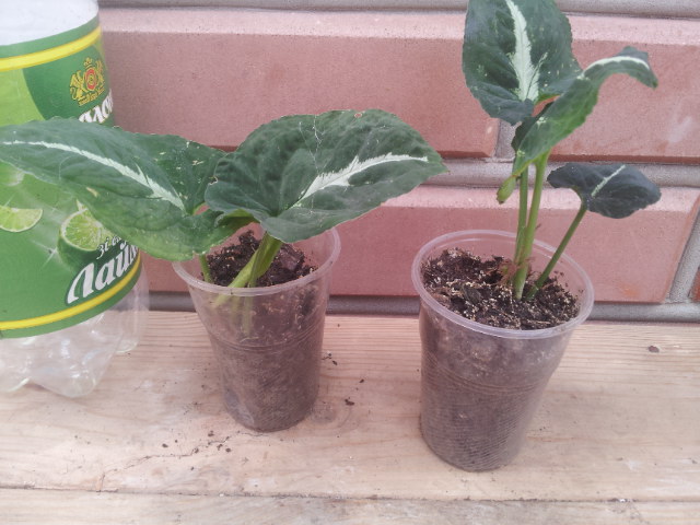 20130830_123118.jpg