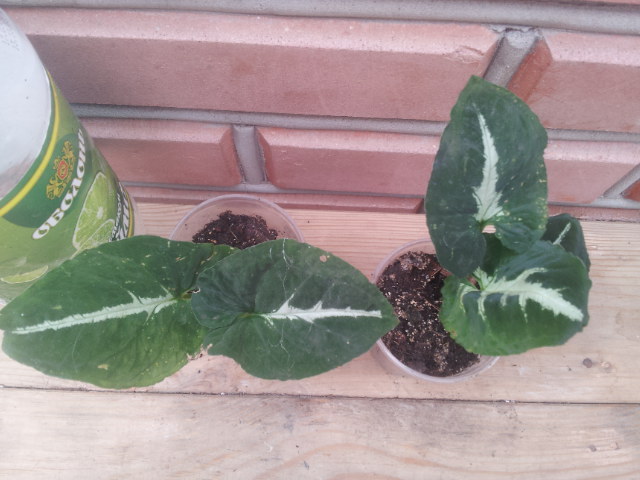 20130830_123114.jpg
