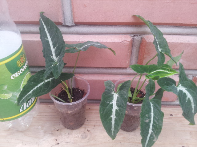 20130830_123014.jpg