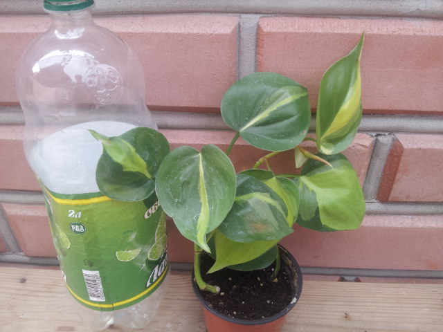 20130830_122236.jpg