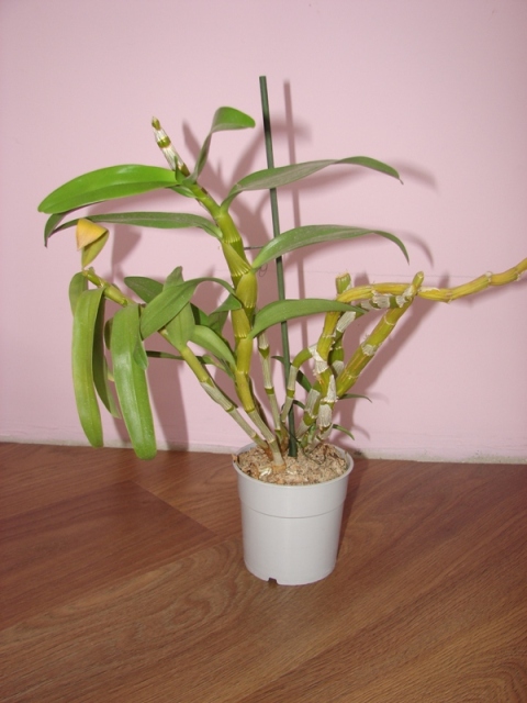 DSC07100.JPG