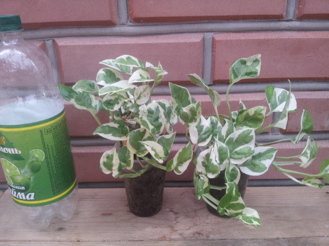 20130830_081323.jpg