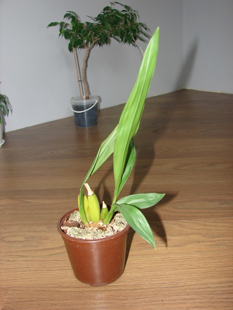 DSC07105.JPG