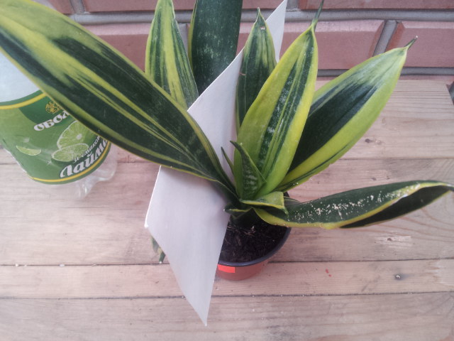 20130830_120741.jpg