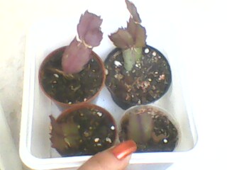IMG0222A.jpg