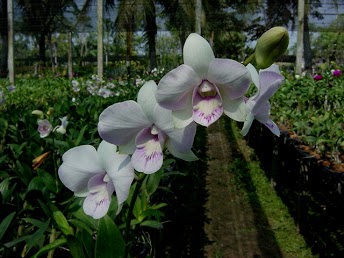 Den Burana white x Mme Vipa.jpg