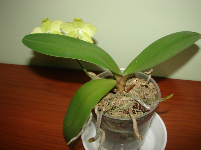 DSC07048.JPG