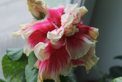 IMG_2674.jpg