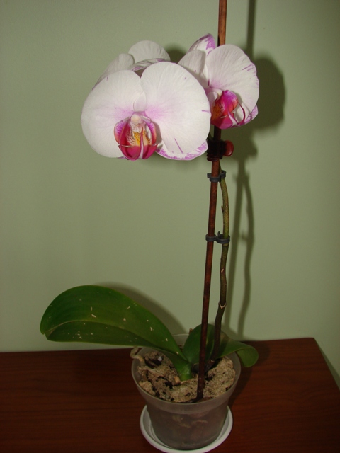 DSC07056.JPG