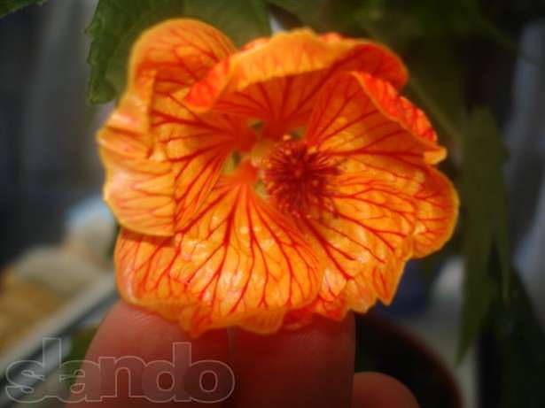 98246049_1_644x461_oranzhevyy-abutilon-kiev.jpg