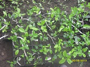SDC11315.jpg