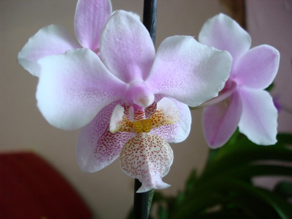 DSC00980 - копия.JPG