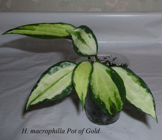 H.-macrophilla-Pot-of-Gold.jpg