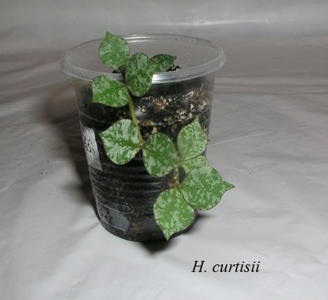 H.-curtisii.jpg