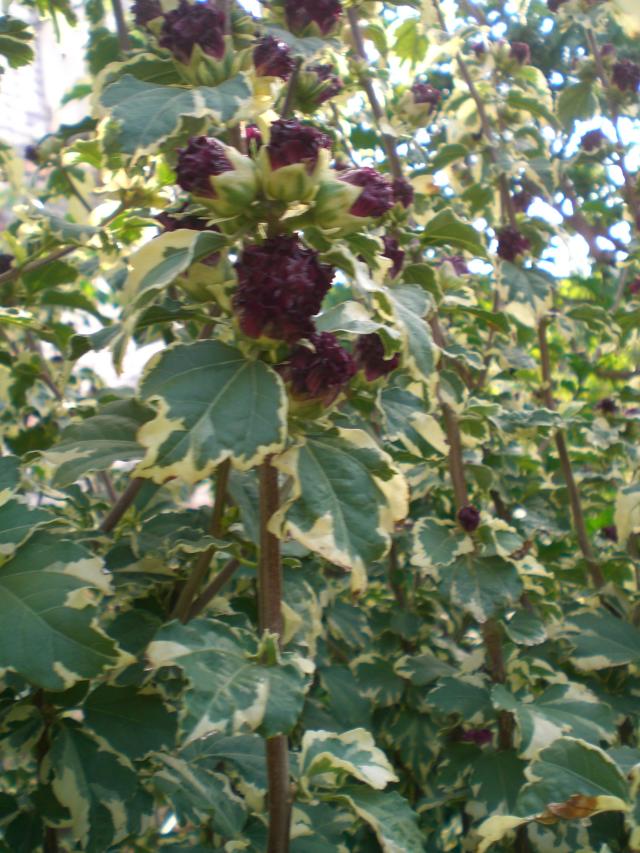CIMG0950.jpg