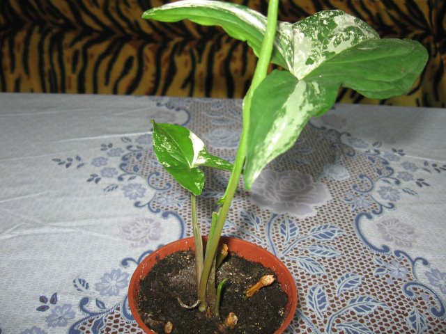 36af25f47f.jpg