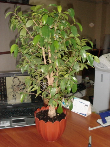 DSC05702.JPG