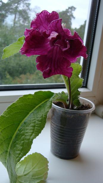 DSC00523.JPG