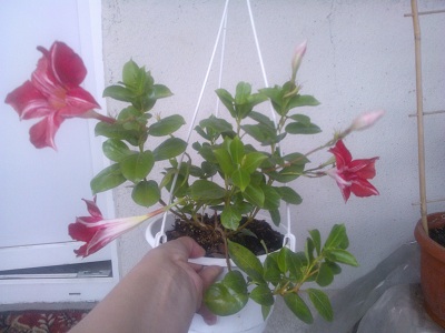 WP_000457.jpg