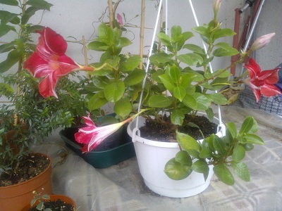 WP_000455.jpg