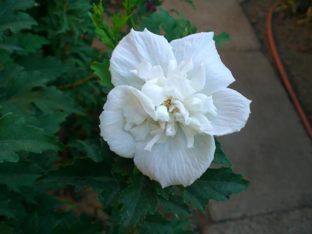 CIMG0460.jpg
