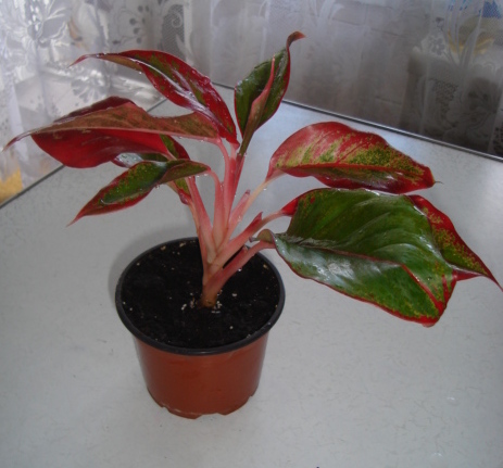 DSC00406.JPG