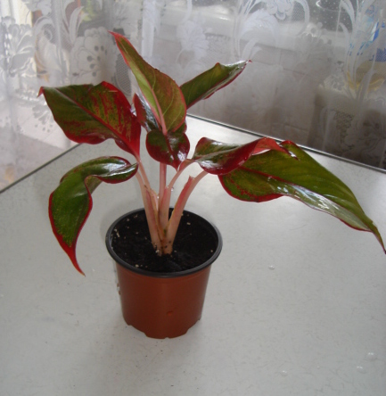 DSC00410.JPG