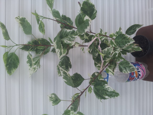 20130902_152147.jpg