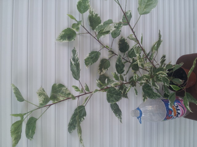 20130902_152020.jpg