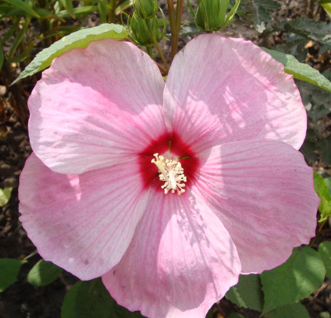 гибискус травянистый 2013.jpg