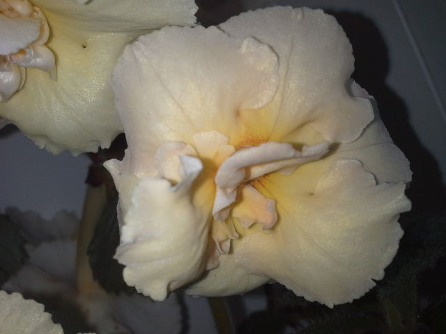 Yellow English Rose.jpeg