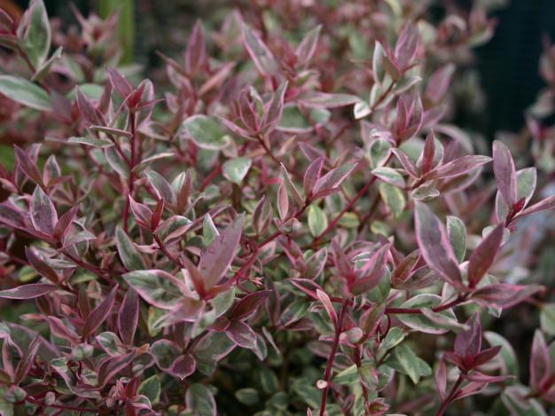 Ugni molinae Flambeau.jpg