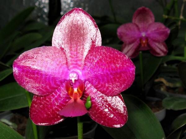 phal_sentra_x_black_eagle__2.jpg